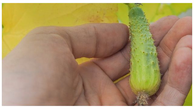 Почему желтеют и опадают завязи огурцов: основные причины и советы по уходу