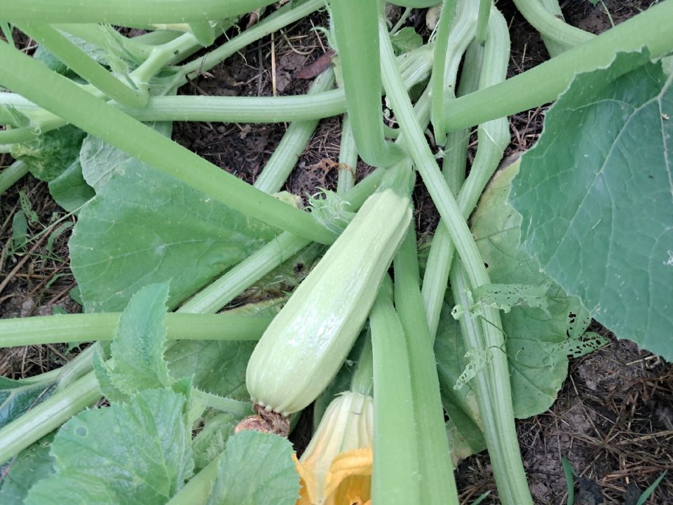 ��� �������� ������� �� �������: ����������� ������ � ����� �� �������