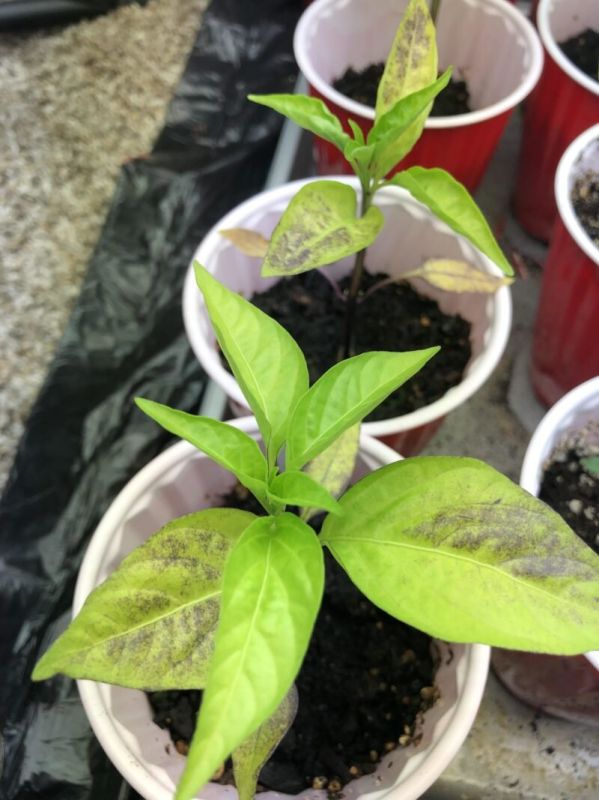 ��� ������ ���������� � �������� ������� ������� �����