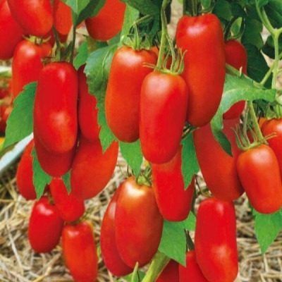 ����� ��������: ��������� ���������� ������������ ������� �������