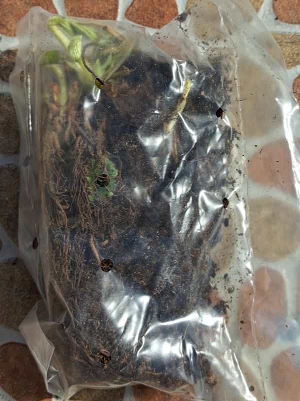 ������� �����: ��� �������� � ������ ��������� ������� �������������