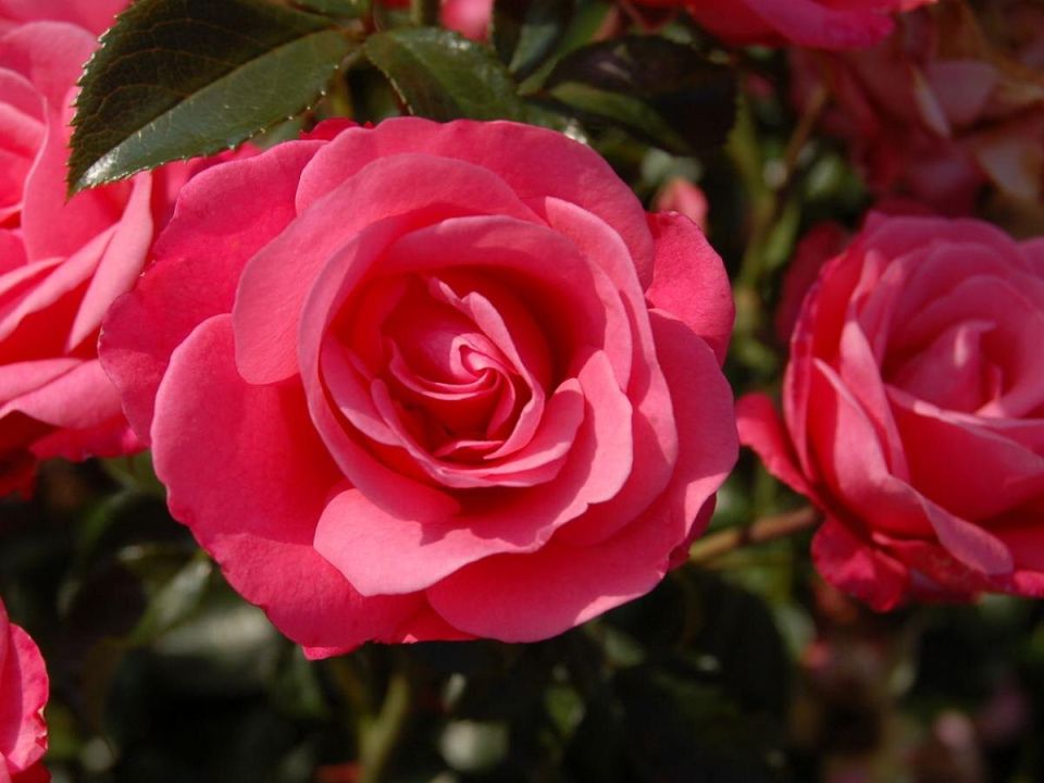 Как выбрать укрытие для роз: тепло и воздухопроницаемость без риска выпревания