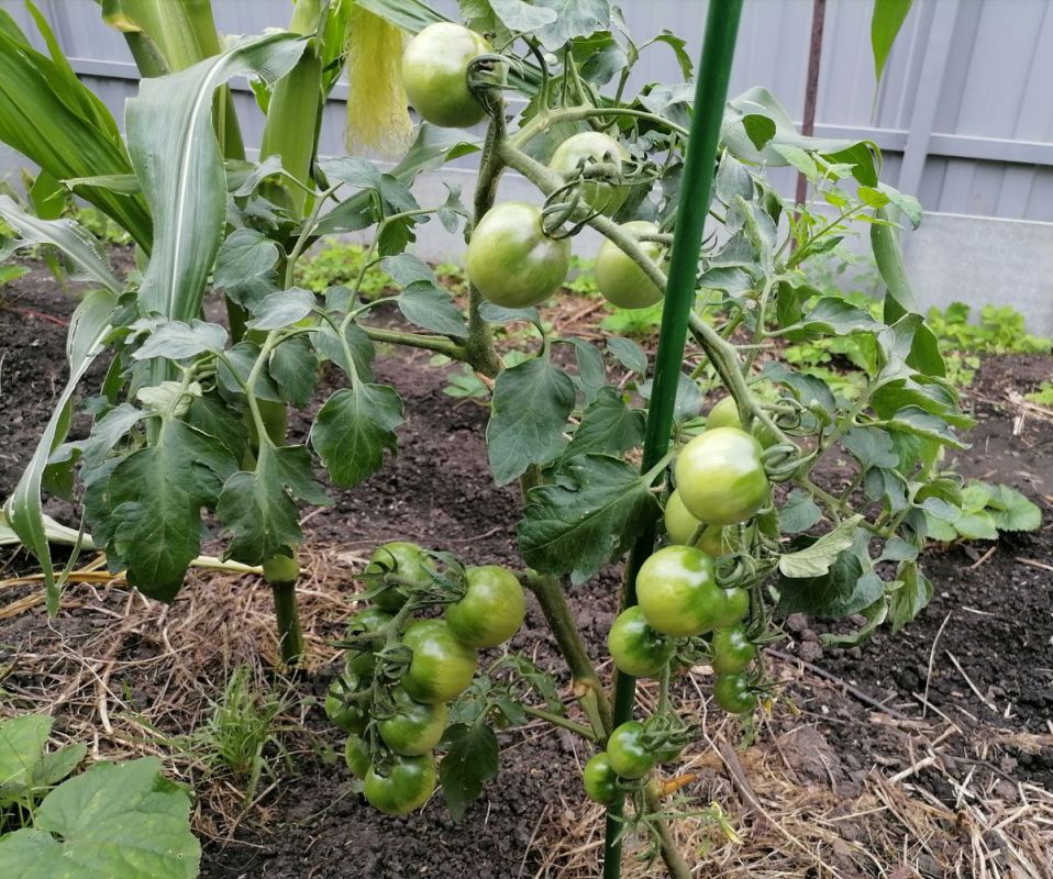 ������ � ������: ��� ����� � ������� �������� ����������� �����