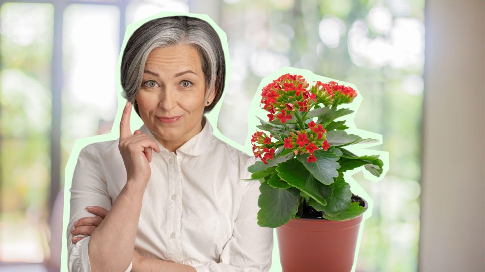 �������� ��� � �� �������� ���������, ���� ������������ ����� ������� �������