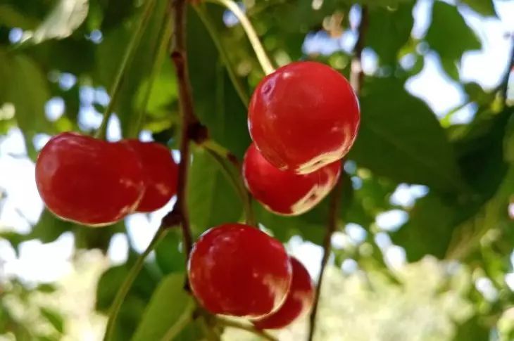 Стало известно, какие продукты спасут сосуды и сердце