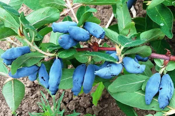 Жимолость Сильгинка: основные аспекты выращивания и преимущества сорта