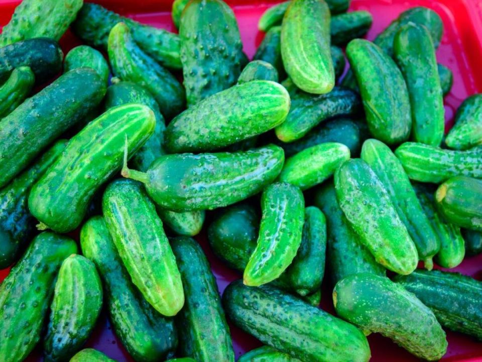 Почему овощи теряют вкус: распространенные ошибки садоводов