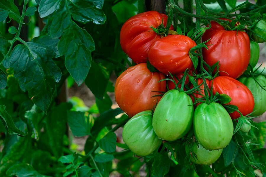 Урожай помидоров на максимуме: 10 секретов от опытных фермеров