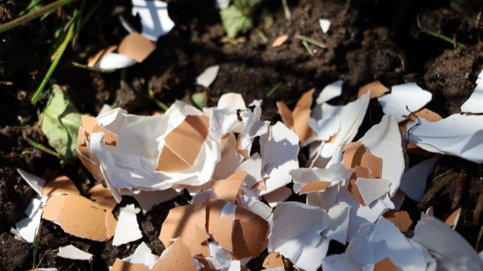 Как яичная скорлупа поможет вырастить впечатляющий урожай