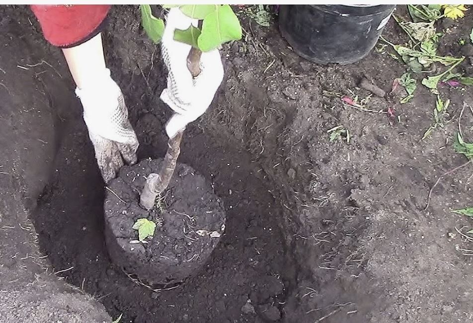 Как правильно посадить саженец яблони для успешной зимовки