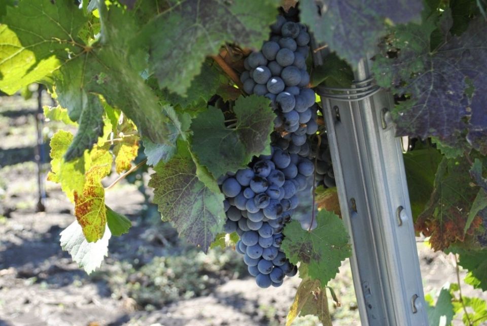 Донские вина блестяще выступили на международном конкурсе в ЮАР