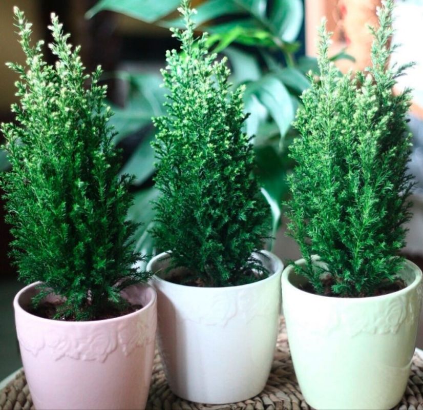 ��� ��������� �� ������������� �������: ������ ��� ��������� ���������