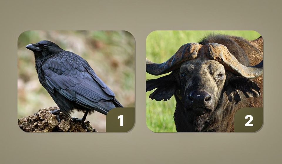 Неожиданный тест: какое животное выберут мстительные люди?