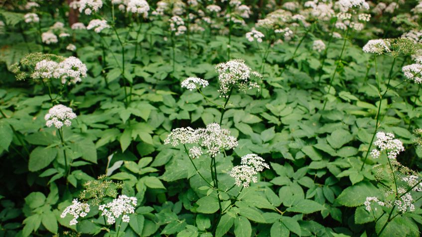 ������� �� �� � �����? ��� ���������� ����� ���� ������ ������ �������