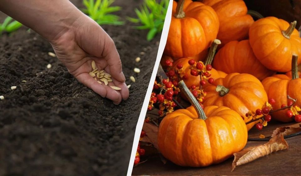 ����������� ����� ��� ������� �����: ����� �� ���������