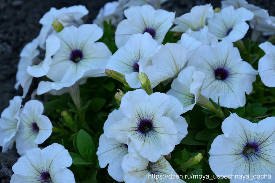 ��������� ����� �������, ������� ������� � ���� ������