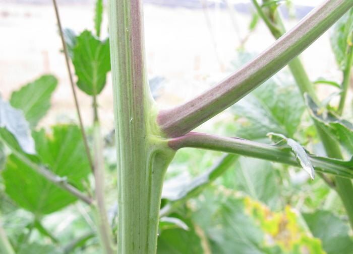 ��� ������� ������ ����� ��� ������ ���������