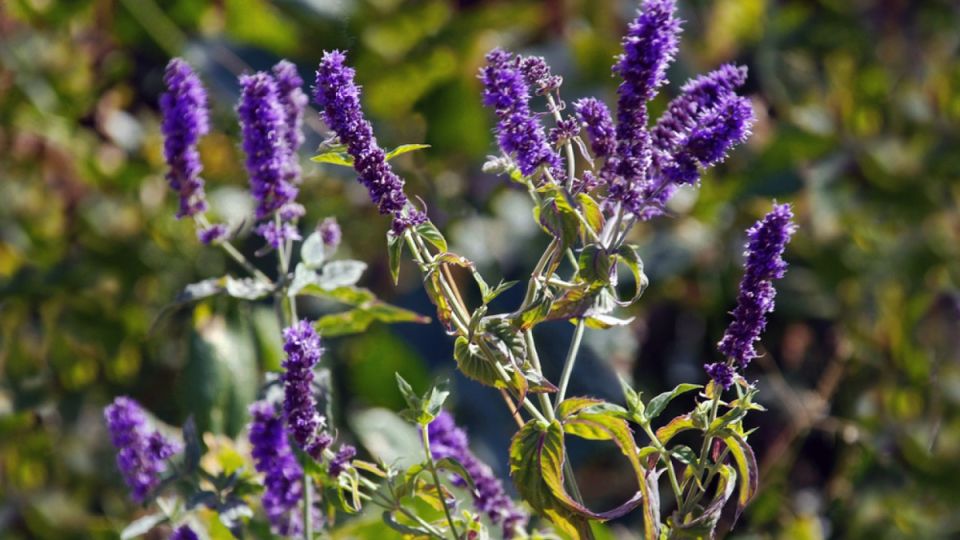 Почему лофант — ваш новый природный союзник для здоровья