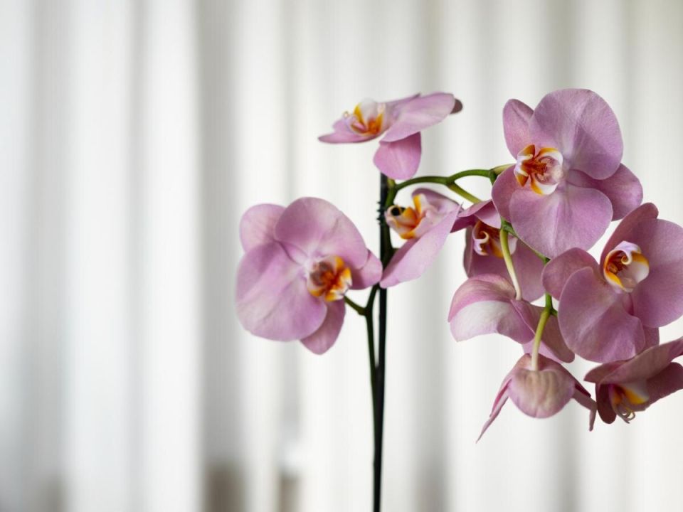 Как добиться повторного цветения фаленопсиса: секреты ухода