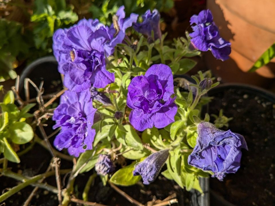 Секреты идеальных петуний: как вырастить красоту без hassles