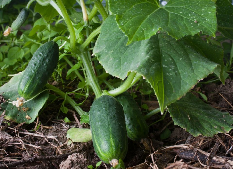 ����������� ������� ��� ��������� �������: ��� ������� ������� ������� ��� ������� �������