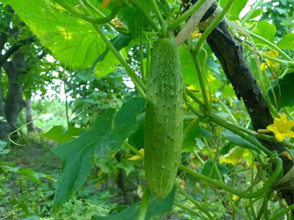 ������ ���� ������� ��� ����� � �� ���������� �������������� ��� ������� ������