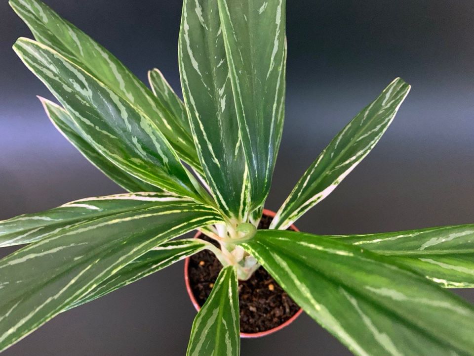 ���������: ��� ����� ��������� �� ��������� ��������� ���������