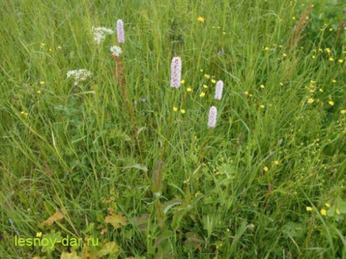 ����� �������: ���������� ����� � �������� ��������