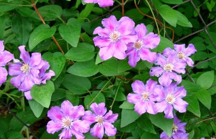 ��� ��������� �������� ���������: ������ �� ������� �������