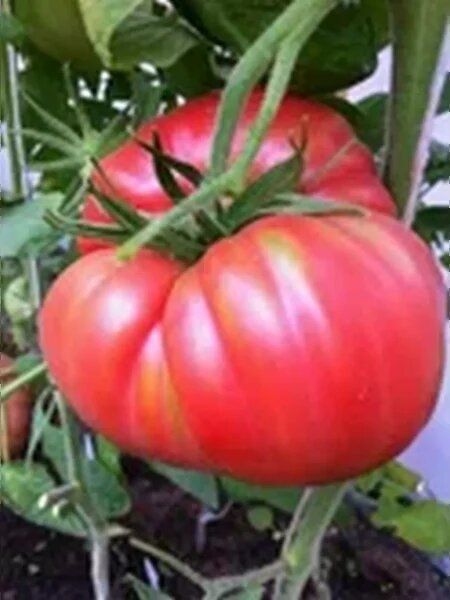 ����� ���������: ������ ���� ���� �������� ������ �����������