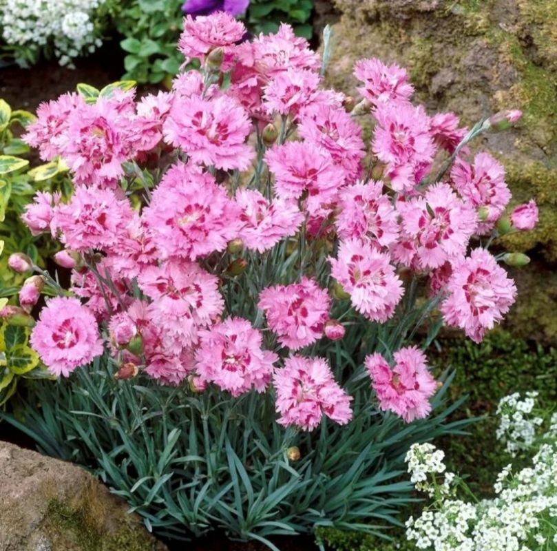 ��� ������� �������� ��������: �� ������ ������� �� ������ � �����������