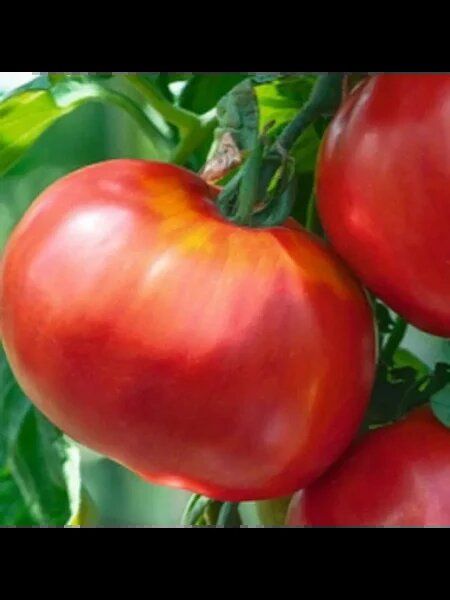 ����� �����-�������: ������� ������� ������ � �������� �����