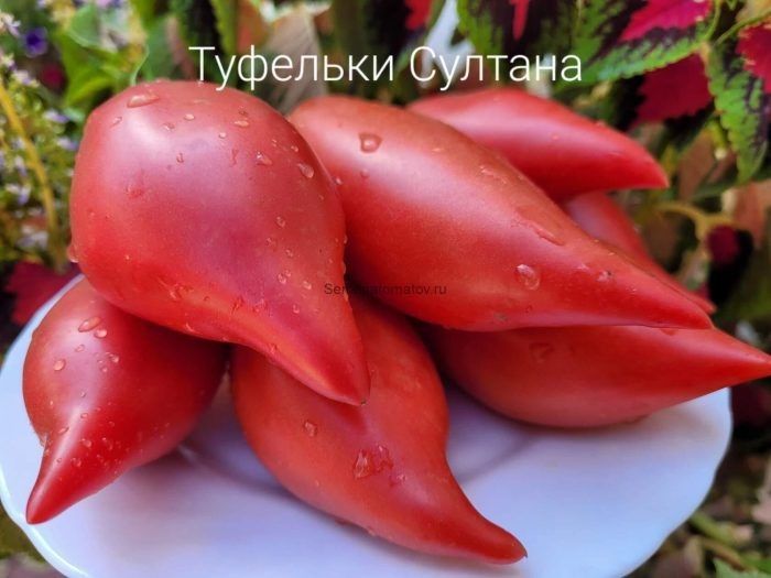 ����� ��������� �������: ����� ����������� ���� � ��������� ����� ��� ��������