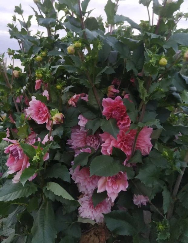 ��������: ������� �������� ������� � ���������������� ������