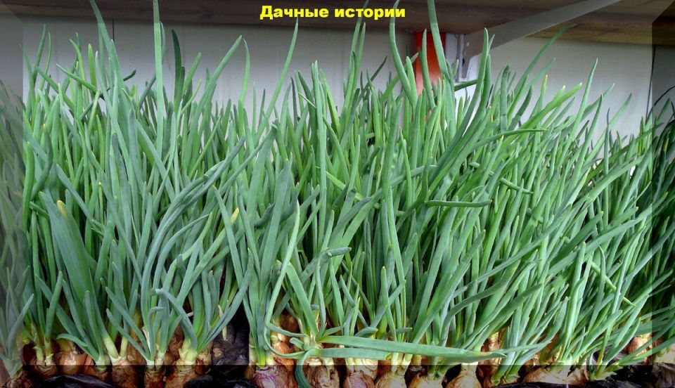 ����� �� �����������: ��� ��������� ��� � ������ ����