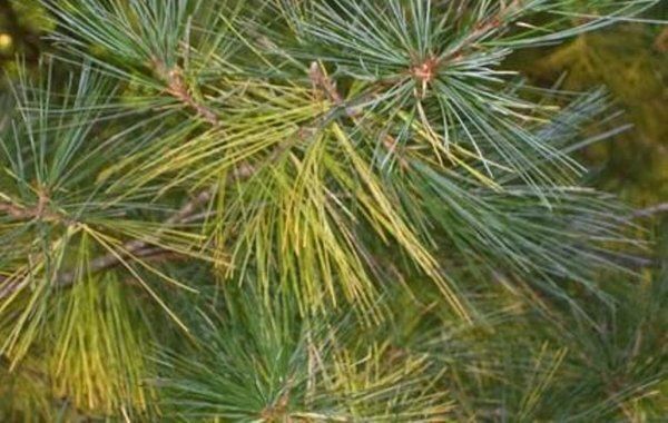 ����: ����������� ������������ � ����� ��� ������ �������