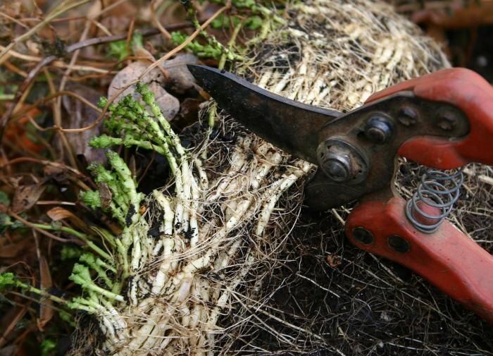 Как заточить секатор без лишних хлопот и ошибок