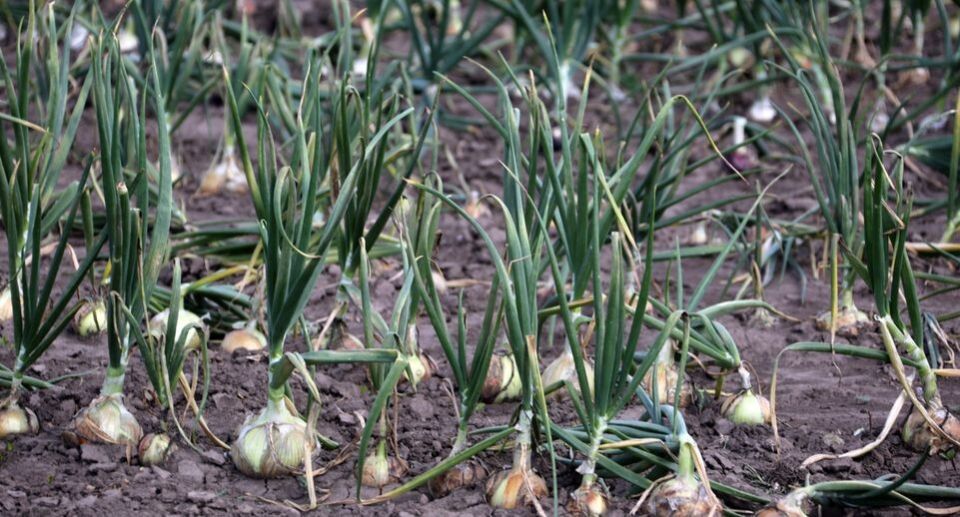 ����� ��������� � �����������: ������� ���������� ������ ������ �����