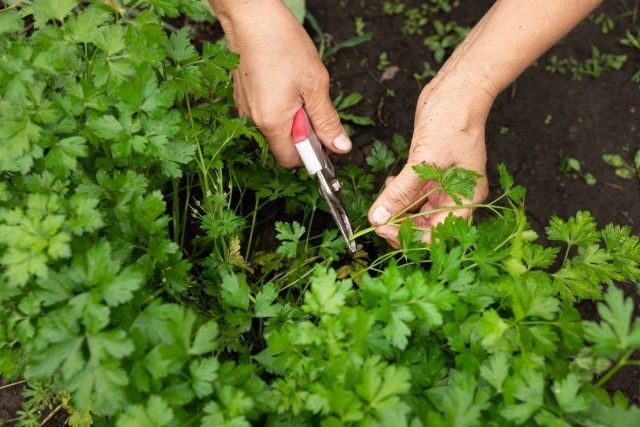 ��� ������������� ������ �� ������� ����� �������� ���� ����