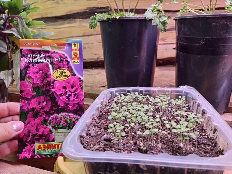 ������ ���� ������� ��� ��� �� �������: ���� ������ �������� � �������