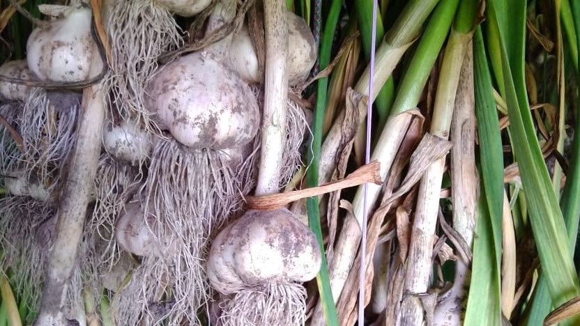 ��� ���������� ������������ ������ ����� ������ �������: ������������ � ������