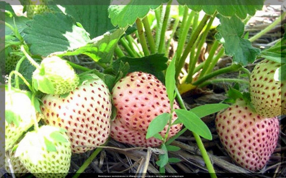 Как вырастить клубнику мечты: рекомендации для любителей ягод