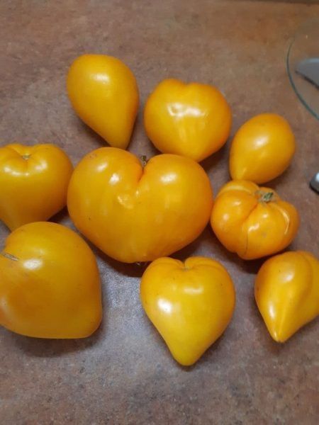 ����� ������� �������: ������ �������� ��� ������ �������