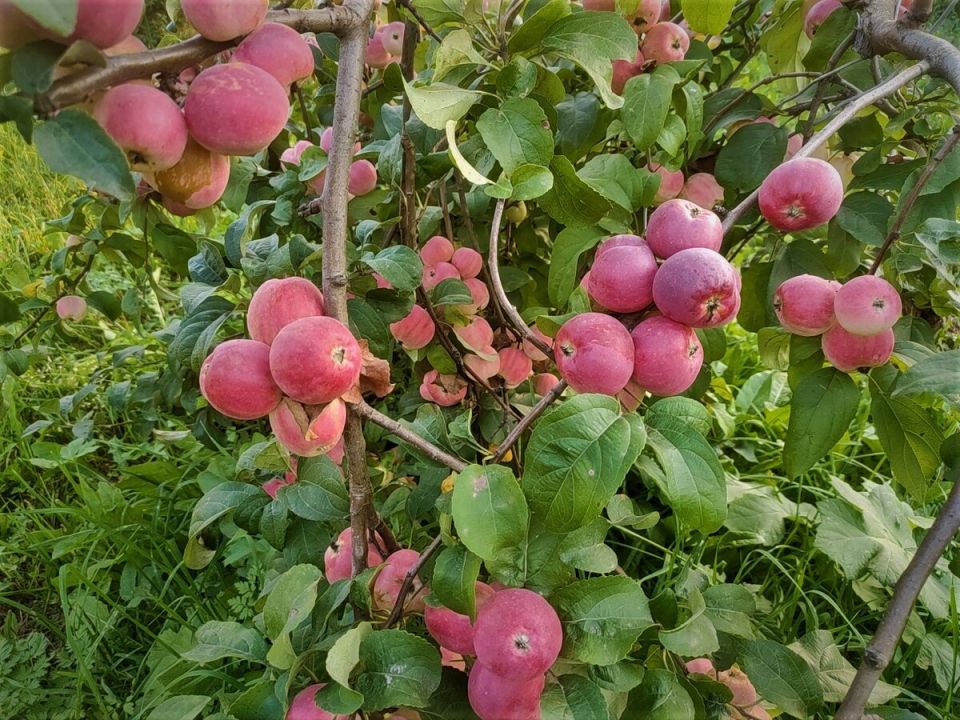 ����� ����� ������ � ������ � ��� �������. 5 ���������� �������� �������� ����� ������