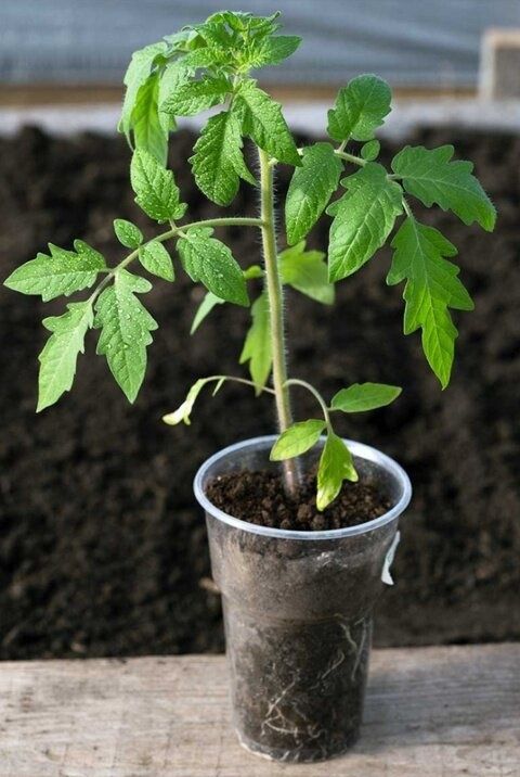 ��� ���������� �������� ��������� � �������: ������ ��� ��������� �����