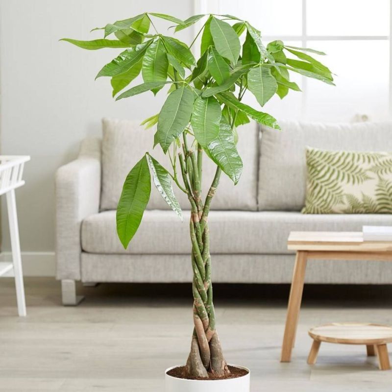 ������ ������ � ���� ����� ��������� �������� ��� ����