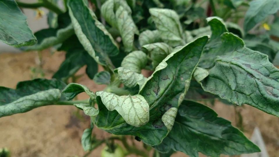 ����������� ������� ��� �������� �������: ��� ���������� �� ��������������� �������� ��� ������� ����������