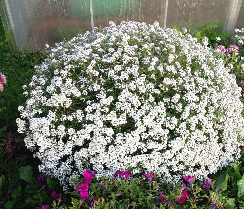 ������� '���� ��������': ���������� easy-care �� ����� ������� �������