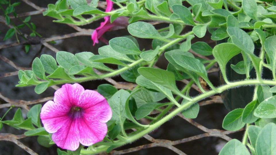 ��� ��������� ��������� �� �������� ������� ����� ���������