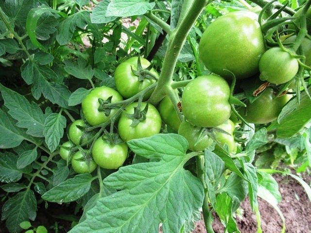 ��� ������ ������� ������� ������� ������� � �������� ������